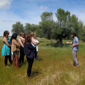 Paseo entre Olivos y Curso de Cata de Aceites